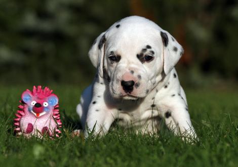 Yard Protector vom Teutoburger Wald (Mr. Schwarz | Rüde | weiß-schwarz)