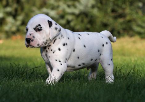 Yard Protector vom Teutoburger Wald (Mr. Schwarz | Rüde | weiß-schwarz)