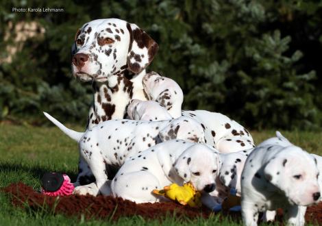 Tante Treasure Toulouse vom Teutoburger Wald mit dem Y-Wurf