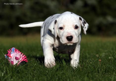 Yupiter Moon vom Teutoburger Wald (Mr. Blau | Rüde | weiß-schwarz)