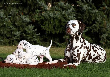 Tante United Pleasure vom Teutoburger Wald mit dem Y-Wurf