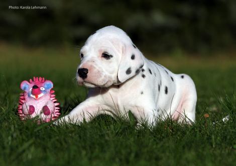 Your Eminence vom Teutoburger Wald (Mr. Grün | Rüde | weiß-schwarz)
