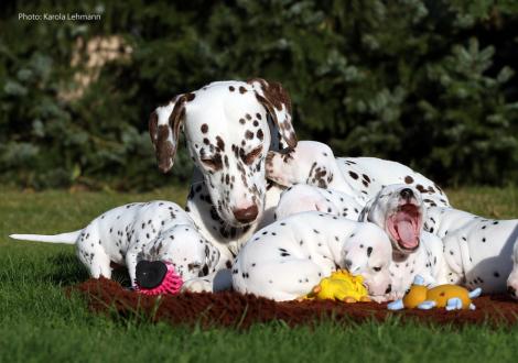Tante Treasure Toulouse vom Teutoburger Wald mit dem Y-Wurf