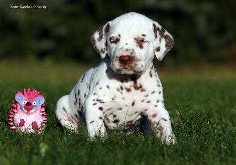Ypsilon Wing vom Teutoburger Wald (Mr. Ohne | Rüde | weiß-braun)