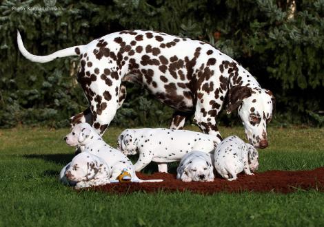 Tante United Pleasure vom Teutoburger Wald mit dem Y-Wurf