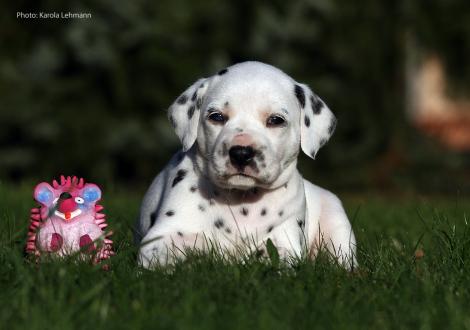 Yasmin Bloom vom Teutoburger Wald (Lady Rosa | Hündin | weiß-schwarz)