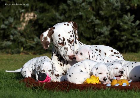 Tante Treasure Toulouse vom Teutoburger Wald mit dem Y-Wurf