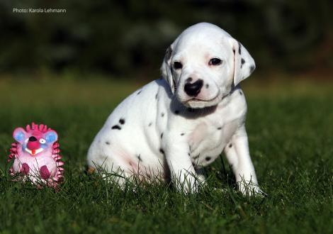 Yasmin Bloom vom Teutoburger Wald (Lady Rosa | Hündin | weiß-schwarz)
