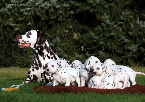 Tante United Pleasure vom Teutoburger Wald mit dem Y-Wurf