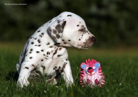 Yellow Autumn vom Teutoburger Wald (Lady Orange | Hündin | weiß-braun)