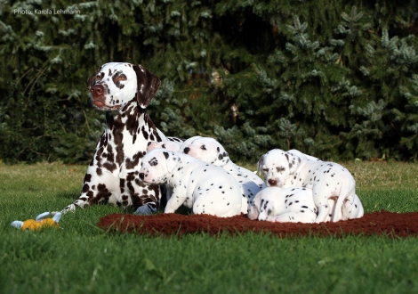 Tante United Pleasure vom Teutoburger Wald mit dem Y-Wurf