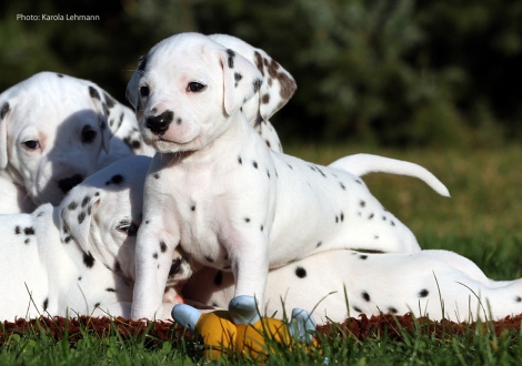 Yasmin Bloom vom Teutoburger Wald (4. Woche)