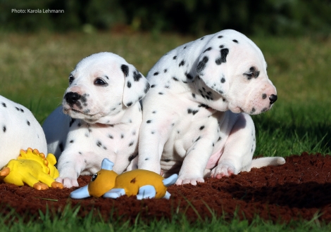 Yes we Can mit ihrem Bruder Yard Protector vom Teutoburger Wald