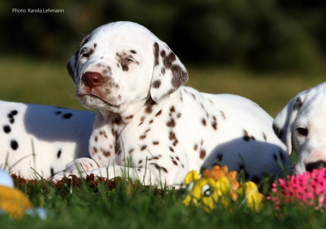 Ypsilon Wing vom Teutoburger Wald