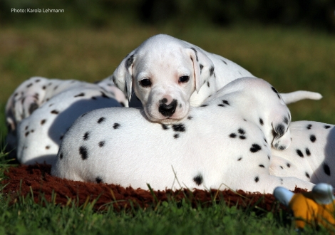 Yasmin Bloom vom Teutoburger Wald