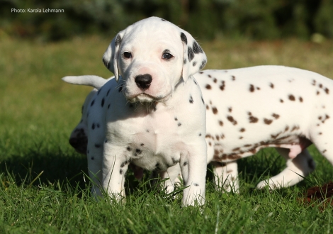 Yupiter Moon vom Teutoburger Wald