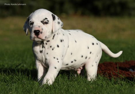 Yard Protector vom Teutoburger Wald