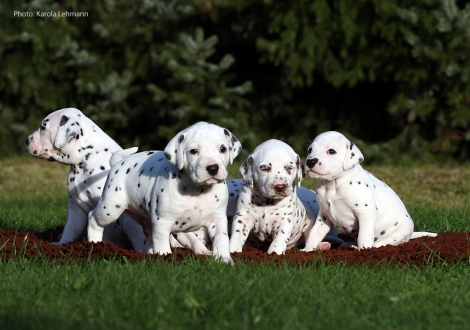 Yard Protector, Yupiter Moon und Ypsilon Wing mit Schwesterchen Yasmin Bloom vom Teutoburger Wald