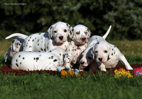Yupiter Moon, Ypsilon Wing und Your Eminence vom Teutoburger Wald