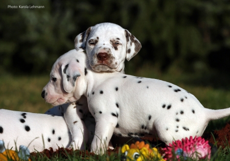 Ypsilon Wing mit seiner Schwester Yasmin Bloom vom Teutoburger Wald