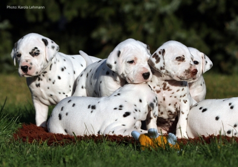 Yard Protector, Yupiter Moon und Ypsilon Wing vom Teutoburger Wald