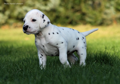 Yasmin Bloom vom Teutoburger Wald