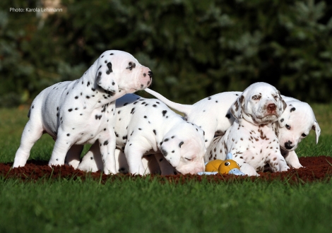 Yard Protector, Yupiter Moon und Ypsilon Wing mit Schwesterchen Yasmin Bloom vom Teutoburger Wald