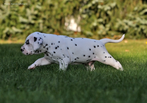Yard Protector vom Teutoburger Wald