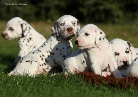 Yellow Autumn mit ihren Brüdern Ypsilon Wing, Your Eminence und Yard Protector vom Teutoburger Wald