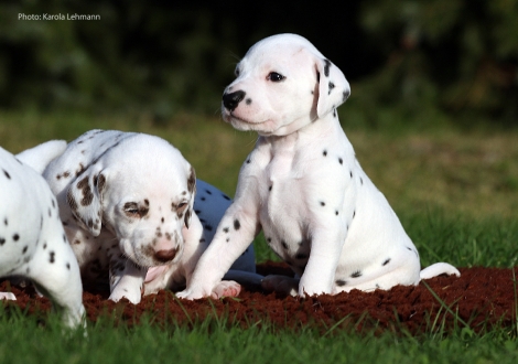 Ypsilon Wing mit seiner Schwester Yasmin Bloom vom Teutoburger Wald