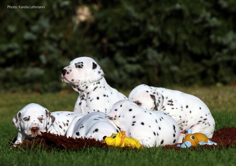 Ypsilon Wing mit seinem Bruder Yard Protector vom Teutoburger Wald