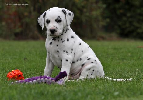 Yard Protector vom Teutoburger Wald (Mr. Schwarz | Rüde | weiß-schwarz)
