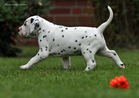 Yard Protector vom Teutoburger Wald (Mr. Schwarz | Rüde | weiß-schwarz)