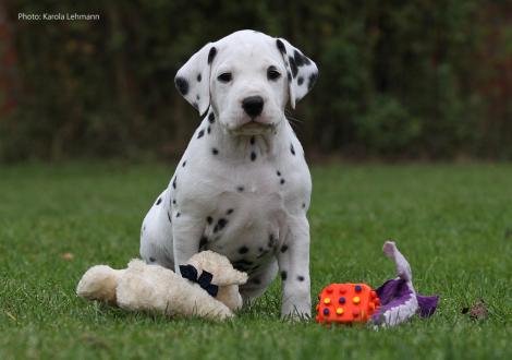 Yupiter Moon vom Teutoburger Wald (Mr. Blau | Rüde | weiß-schwarz)
