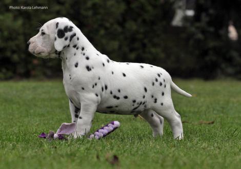 Yupiter Moon vom Teutoburger Wald (Mr. Blau | Rüde | weiß-schwarz)