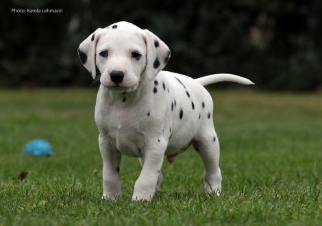 Your Eminence vom Teutoburger Wald (Mr. Grün | Rüde | weiß-schwarz)