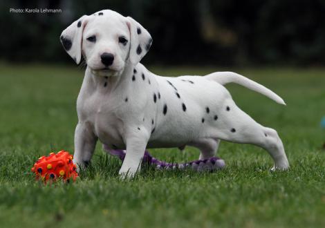 Your Eminence vom Teutoburger Wald (Mr. Grün | Rüde | weiß-schwarz)