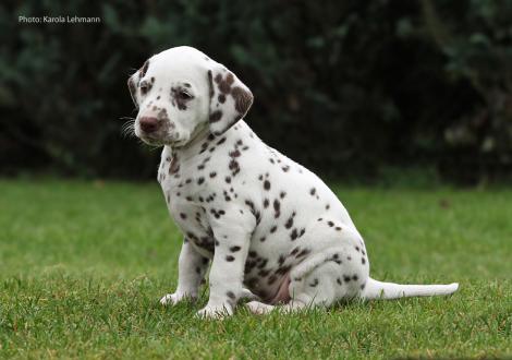 Ypsilon Wing vom Teutoburger Wald (Mr. Ohne | Rüde | weiß-braun)