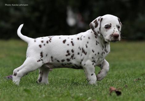 Ypsilon Wing vom Teutoburger Wald (Mr. Ohne | Rüde | weiß-braun)