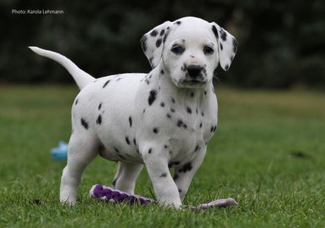 Yes we Can vom Teutoburger Wald (Lady Ohne | Hündin | weiß-schwarz)