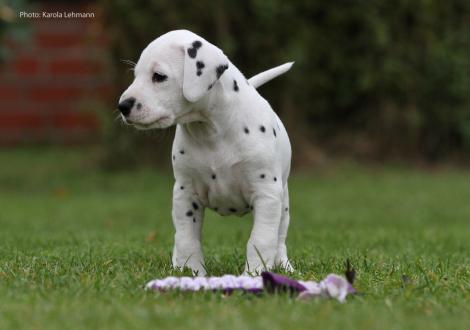 Yasmin Bloom vom Teutoburger Wald (Lady Rosa | Hündin | weiß-schwarz)