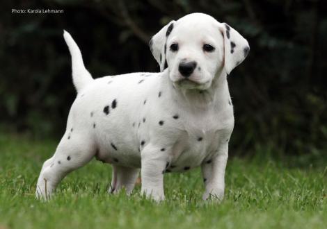 Yasmin Bloom vom Teutoburger Wald (Lady Rosa | Hündin | weiß-schwarz)
