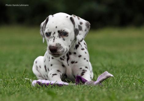 Yellow Autumn vom Teutoburger Wald (Lady Orange | Hündin | weiß-braun)