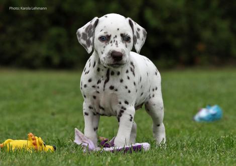 Yellow Autumn vom Teutoburger Wald (Lady Orange | Hündin | weiß-braun)