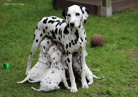 Stolze Mama Obonya´s Pride Anna-Ariella mit ihrem Y-Wurf vom Teutoburger Wald