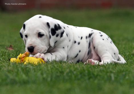 Yupiter Moon vom Teutoburger Wald (Mr. Blau | Rüde | weiß-schwarz)