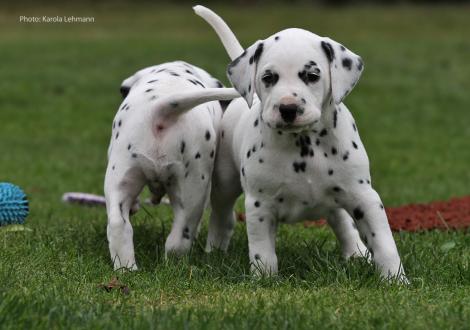 Yard Protector vom Teutoburger Wald