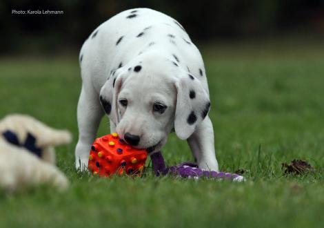 Your Eminence vom Teutoburger Wald