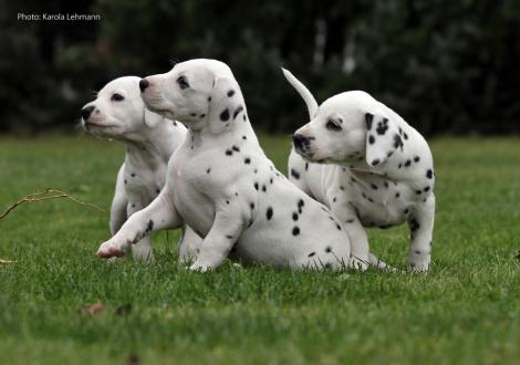 Yasmin Bloom, Your Eminence und Yes we Can vom Teutoburger Wald