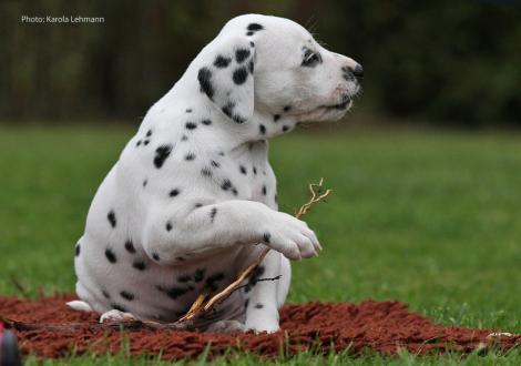 Yes we Can vom Teutoburger Wald